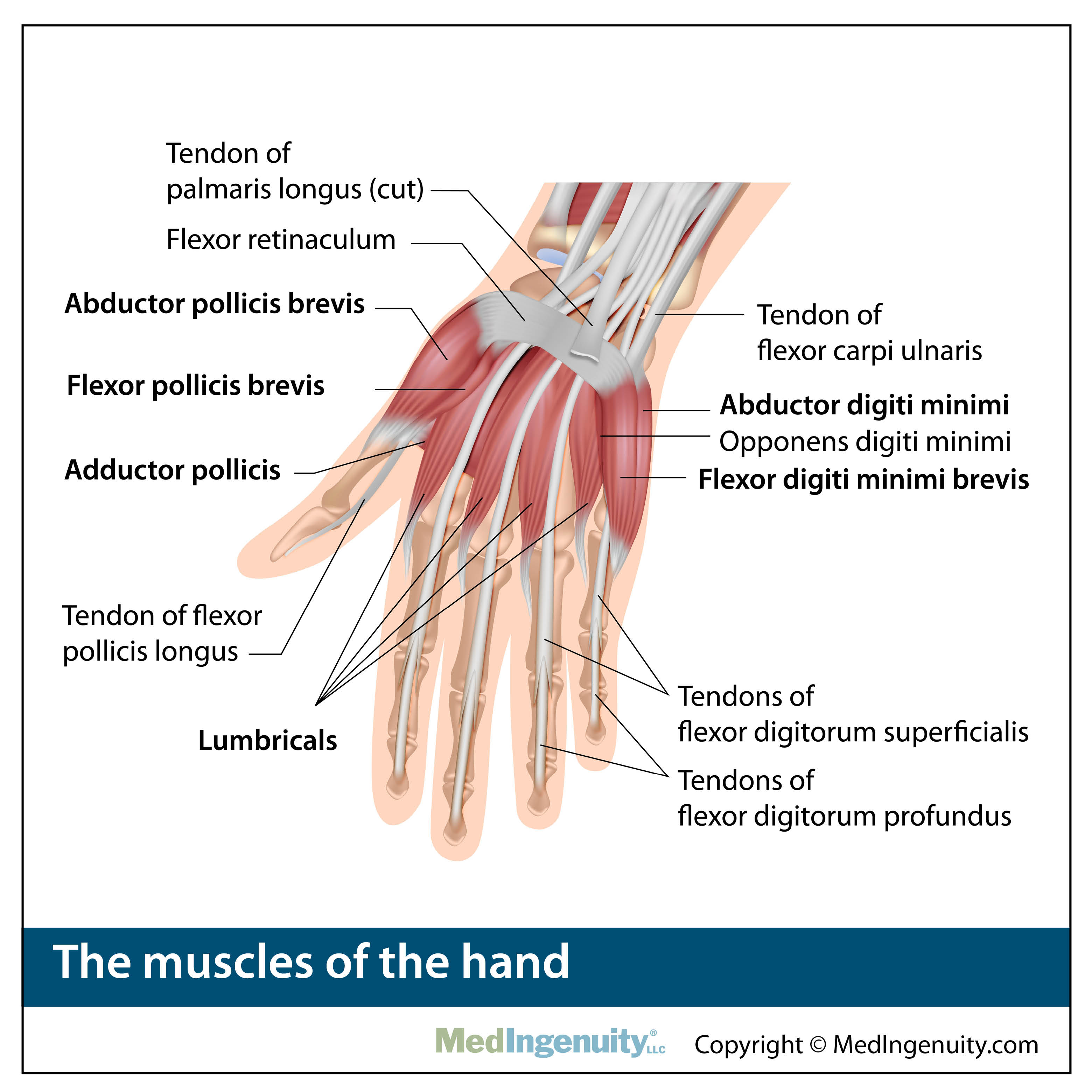 anatomy of hand muscles