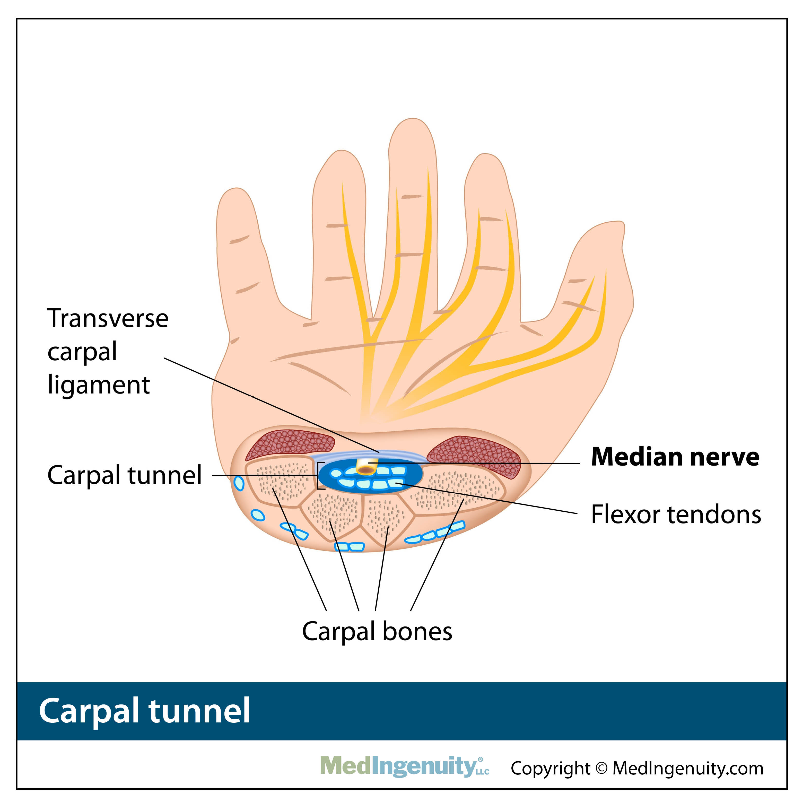 carpal tunnel anatomy