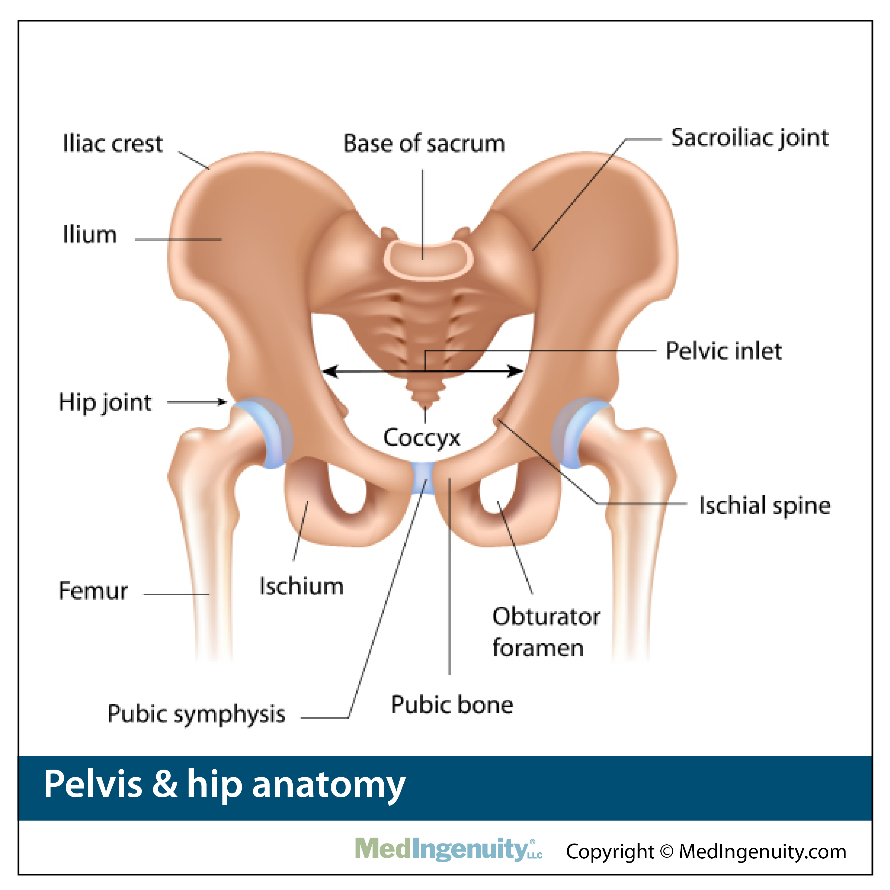 pelvis and hip anatomy