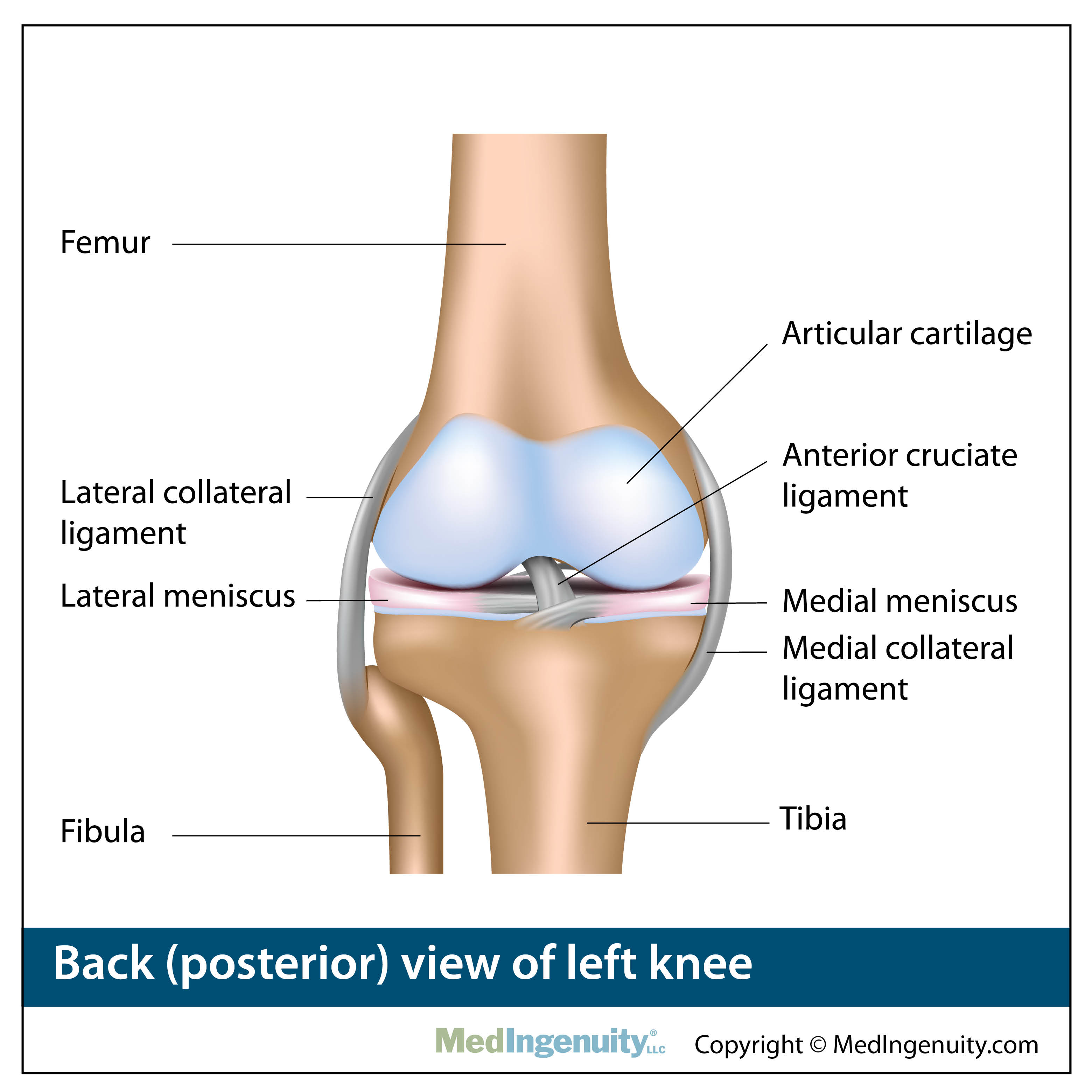 anatomy of back of knee
