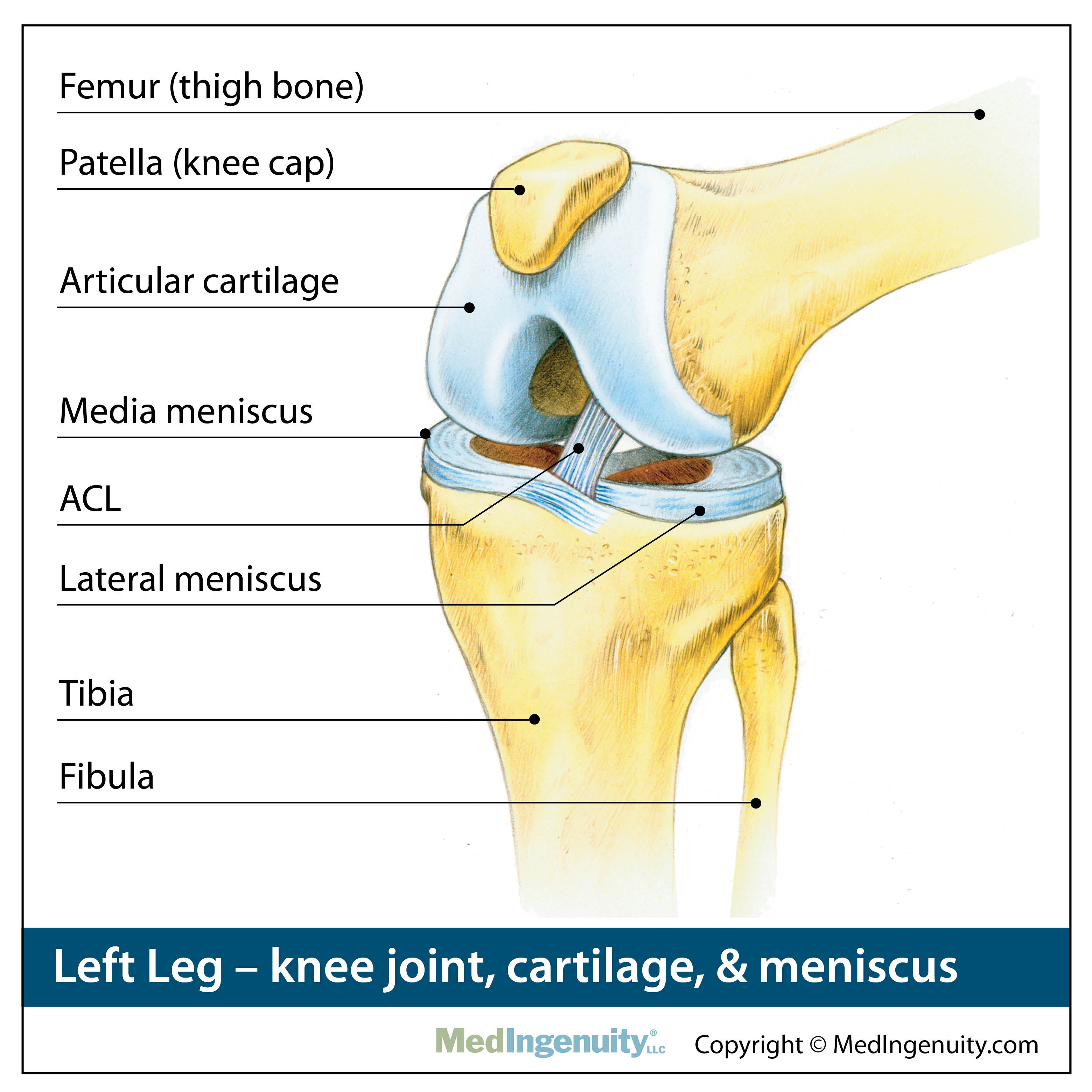 Knee Joint anatomy