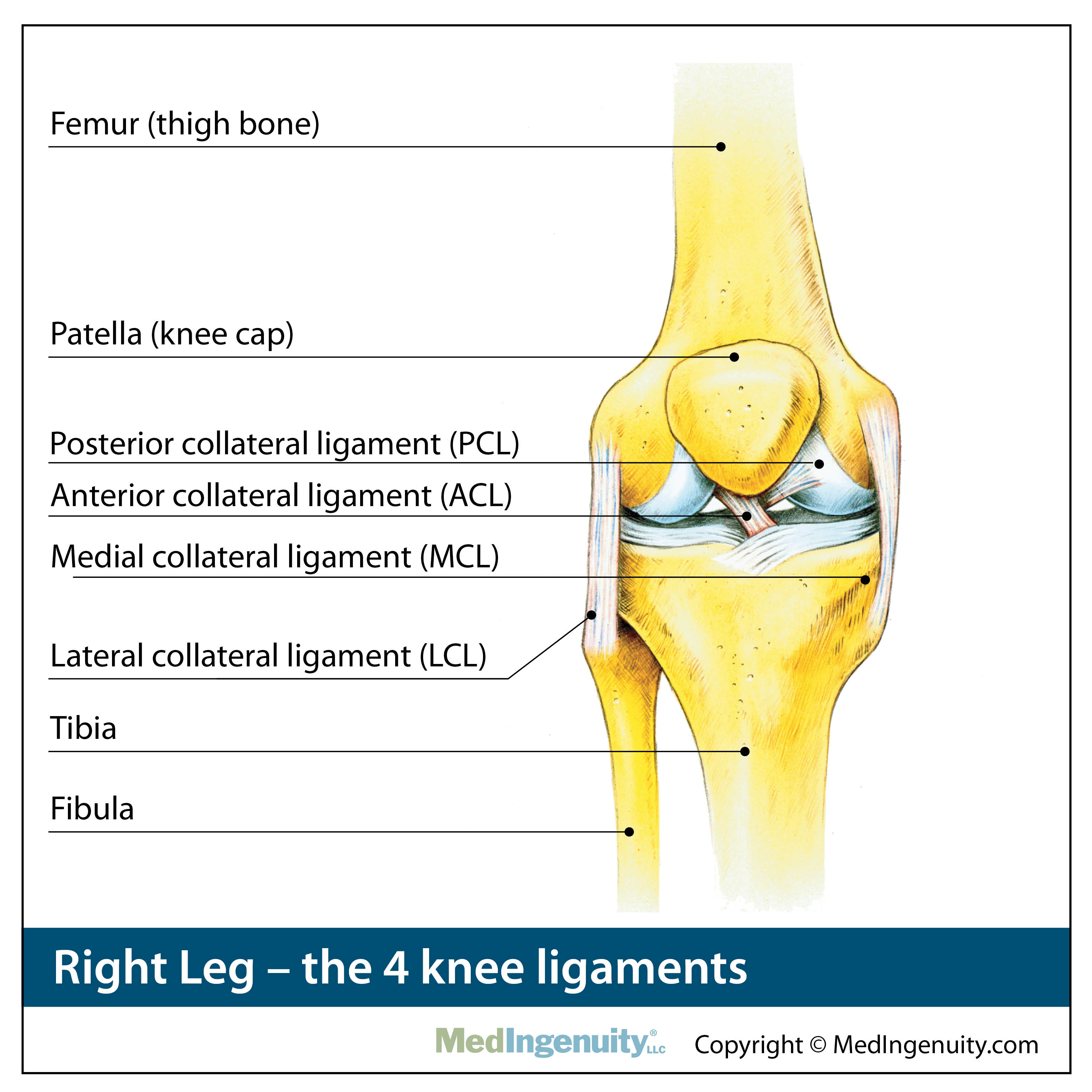 Diagram Of Tendons And Ligaments In Knee