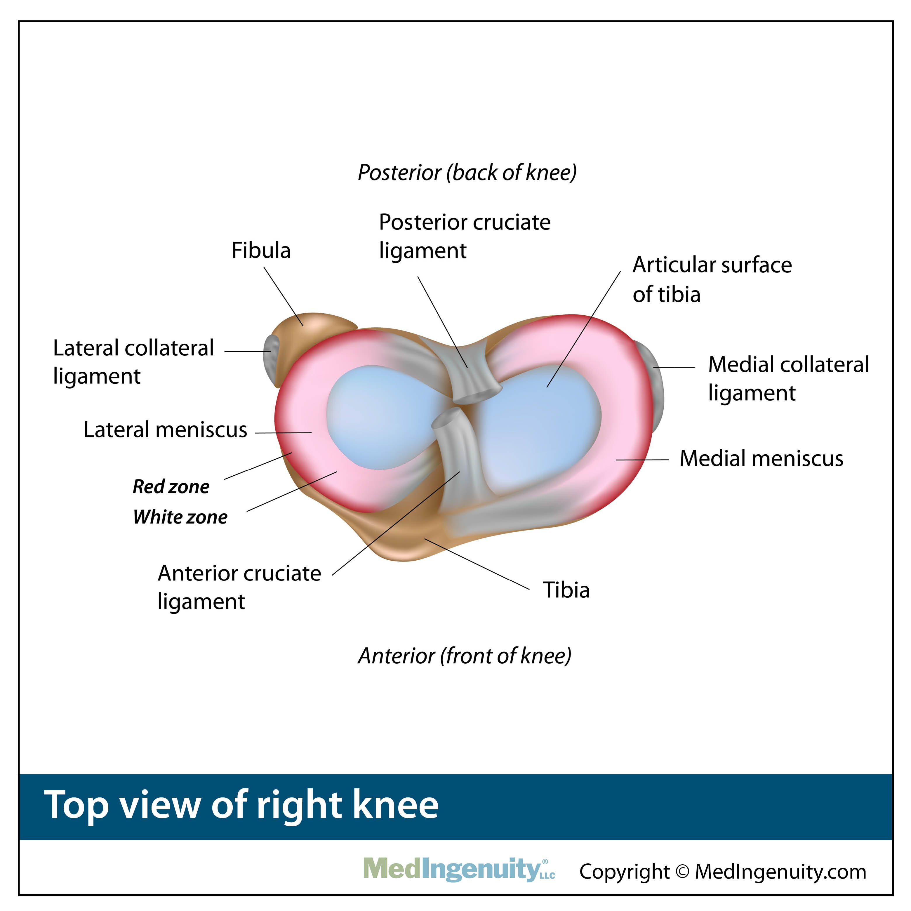 anatomy of top view of knee