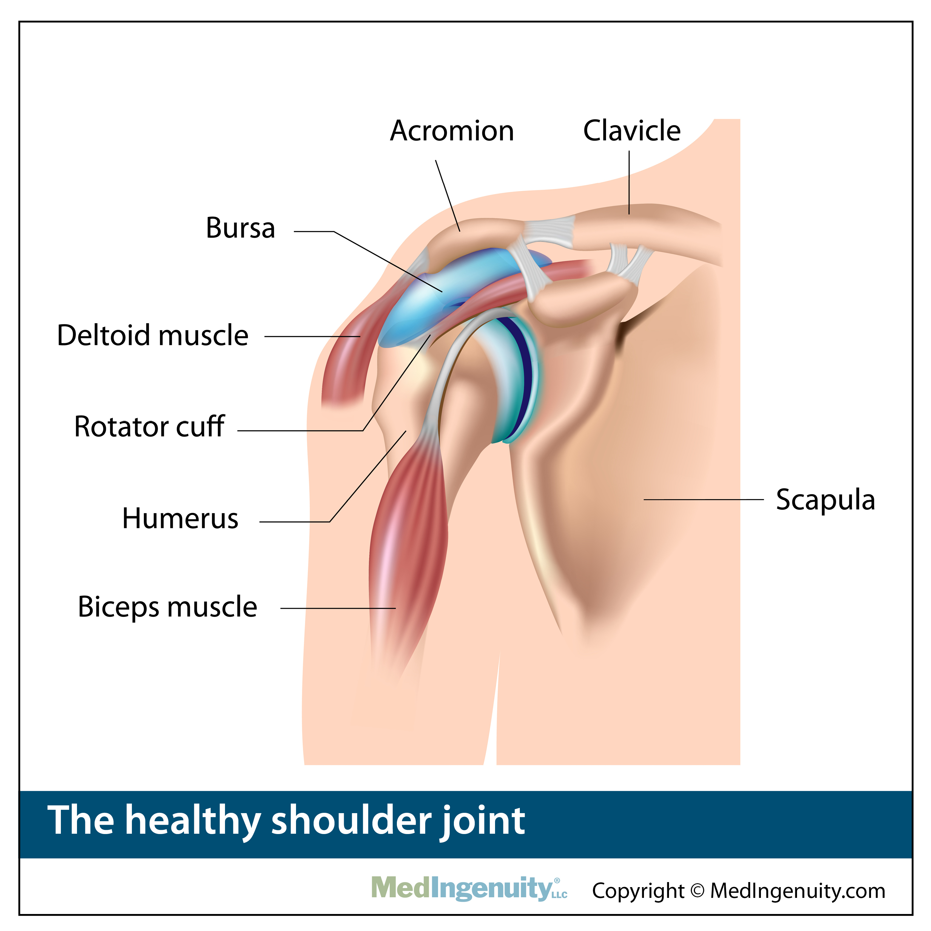 antomy of healthy shoulder joint