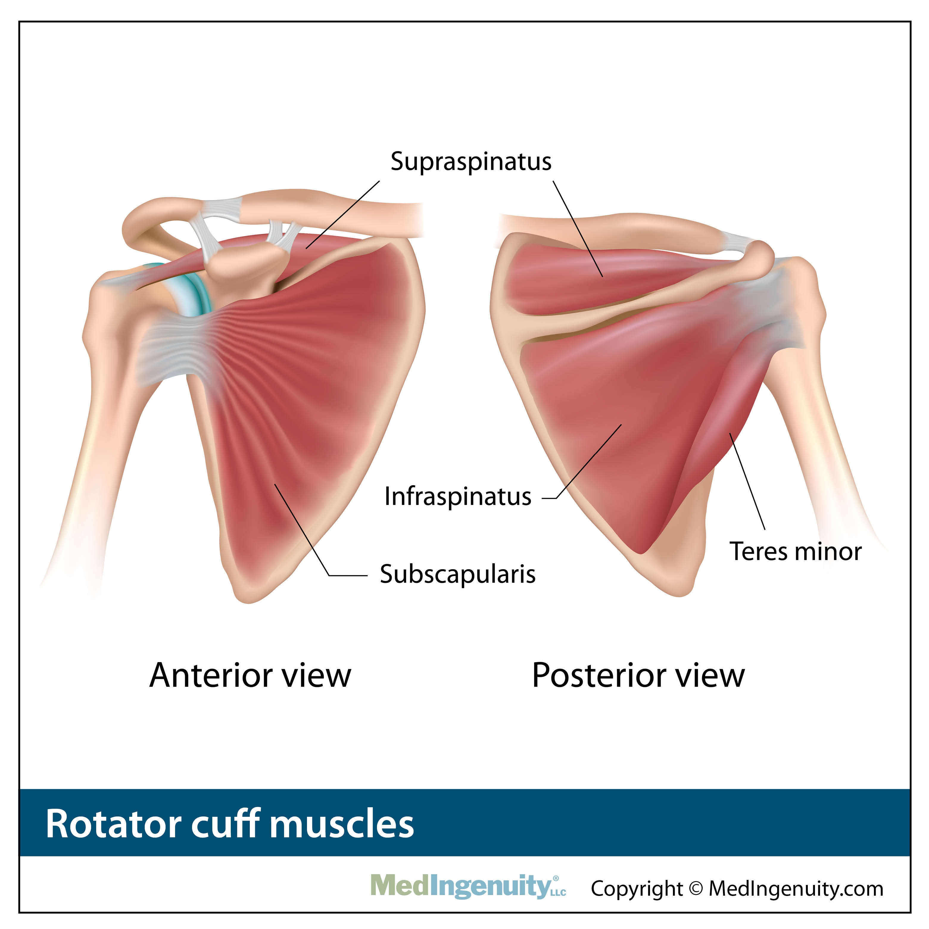 rotator cuff anatomy