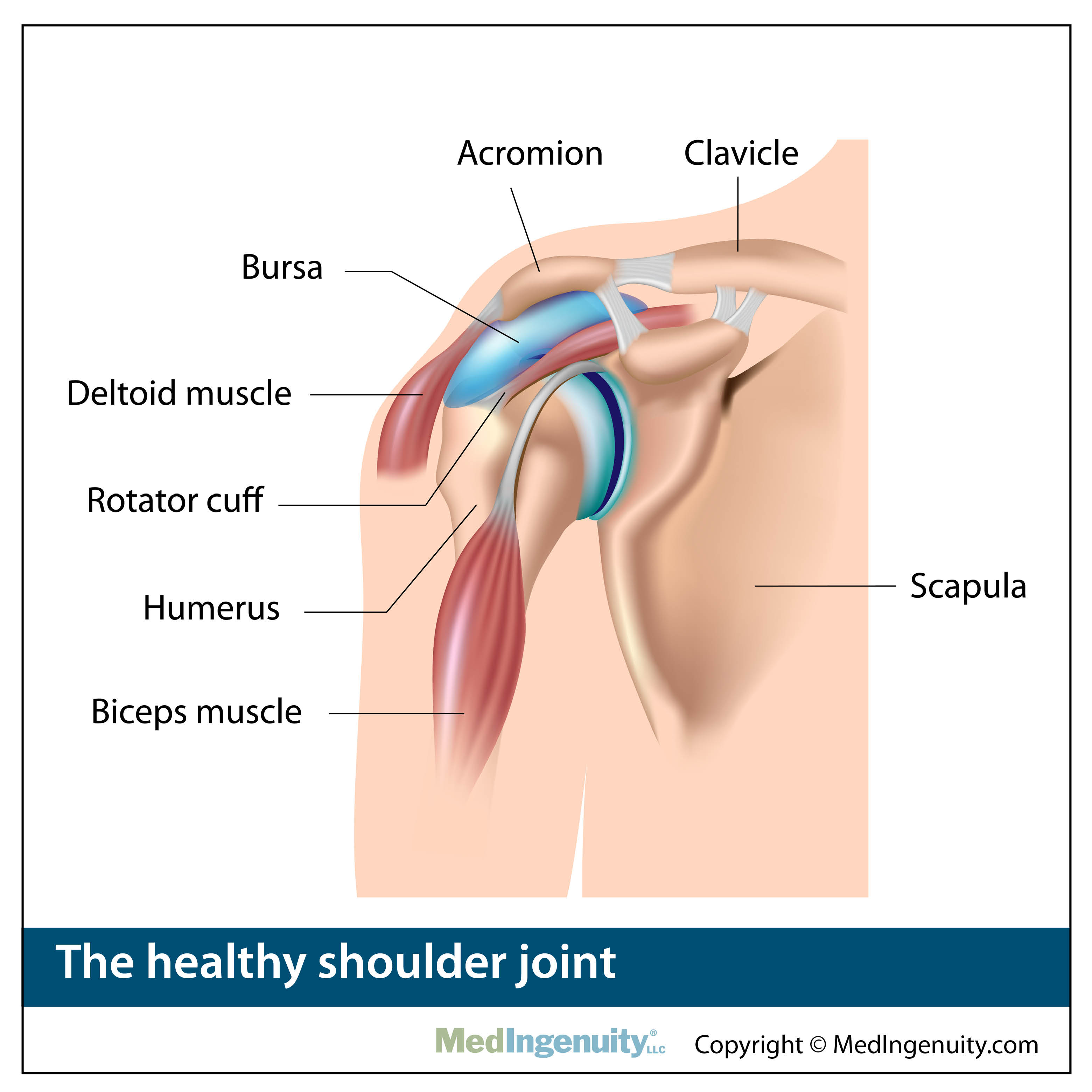 health shoulder joint anatomy
