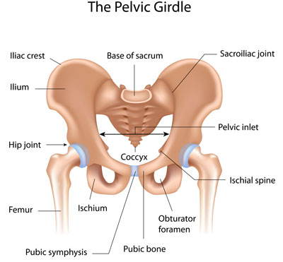 pelvic girdle anatomy