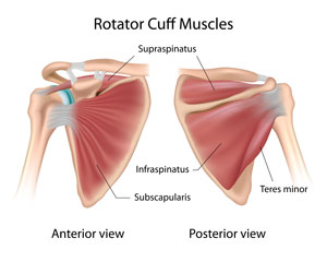 anatomy of anterior and posterior views of rotator cuff muscles
