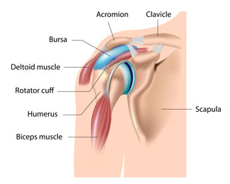 anatomy of shoulder