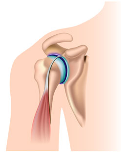 anatomy of shoulder